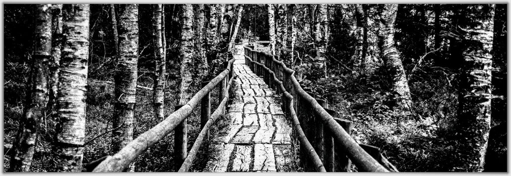 Wald- und Wasserwesen (Panoramic Photobook)