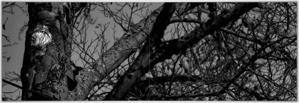 Wald- und Wasserwesen (Panoramic Photobook)