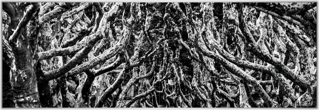 Wald- und Wasserwesen (Panoramic Photobook)