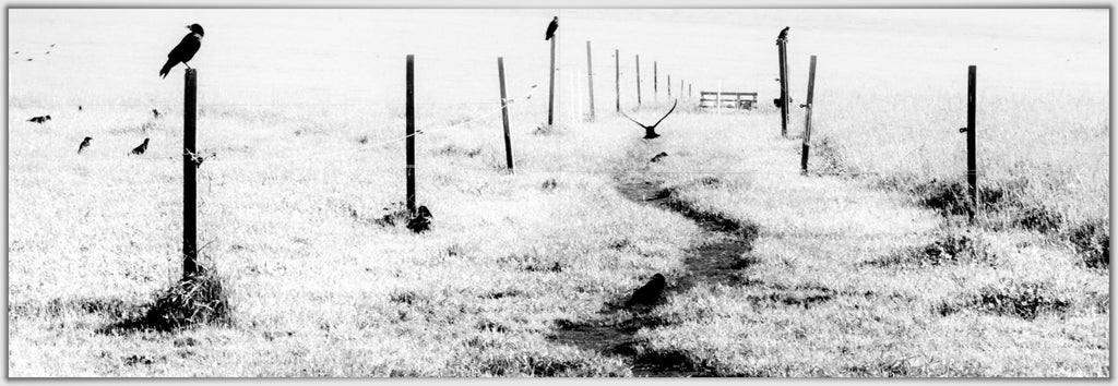 Wald- und Wasserwesen (Panoramic Photobook)