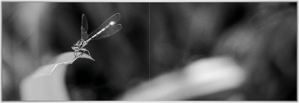 Wald- und Wasserwesen (Panoramic Photobook)